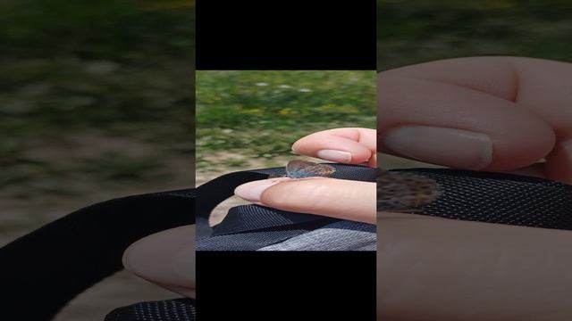 Бабочка ? смотреть онлайн