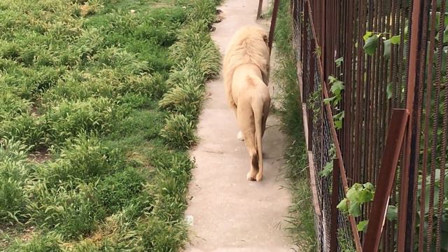 Дейл и Леон два "выставочных" льва) Dale and Leon are two "show" lions) смотреть онлайн