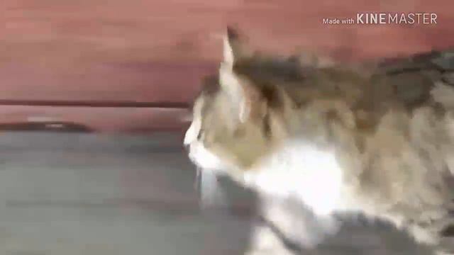 Котик ТуТуРу(для тех кто не видел) смотреть онлайн