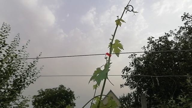 Жирующие побеги у виноградного куста. Как заставить их приносить пользу. Сезон 2021. ЧАСТЬ 1 смотреть онлайн