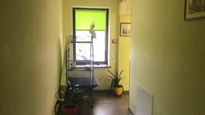 Говорящий Какаду "Царёк" облетает свои владения)