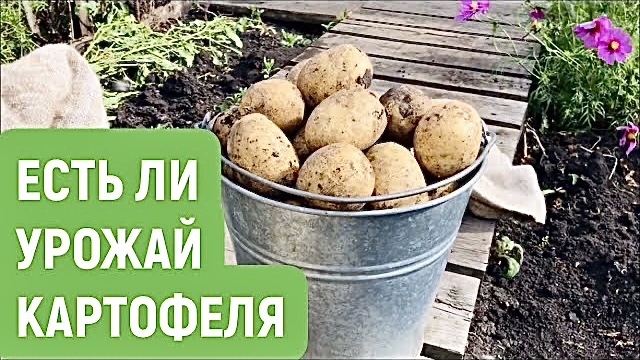 Убираем картофель. Сорта картофеля Ирбитский, Хозяюшка, Снегирь, Гала и Неизвестный! смотреть онлайн