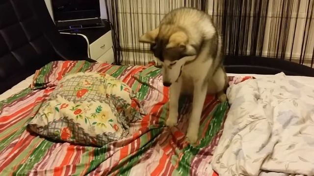 Хаски Тэя хулиганит. Husky смотреть онлайн