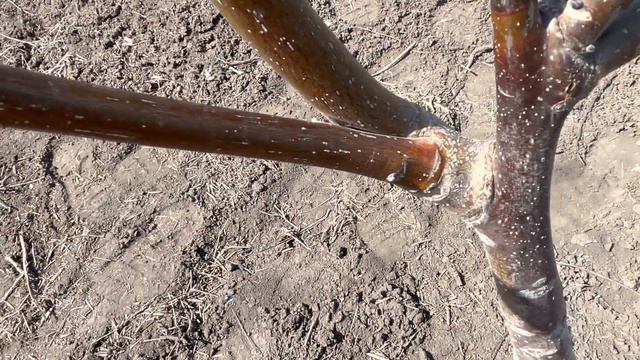 Помилки при формуванні горіха. Сорт Чандлер смотреть онлайн