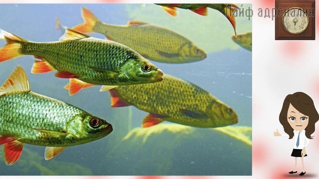 ЧЕМ ОБУСЛОВЛЕНО ВЛИЯНИЕ ДАВЛЕНИЯ И ПОГОДЫ НА КЛЕВ РЫБЫ? смотреть онлайн