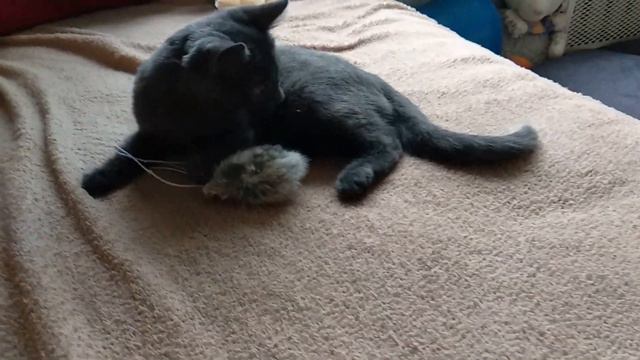 Как живет Котенок Локи. Один день из жизни нашего нового питомца.