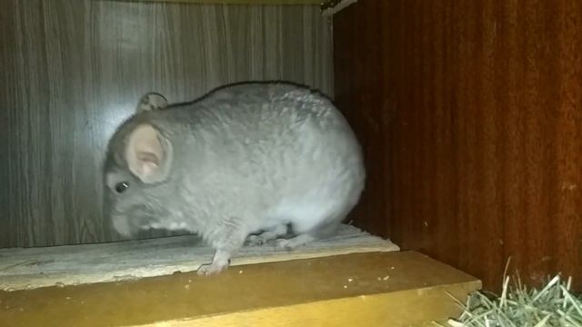 СХВАТКИ БЕРЕМЕННОЙ ШИНШИЛЛЫ!!! смотреть онлайн