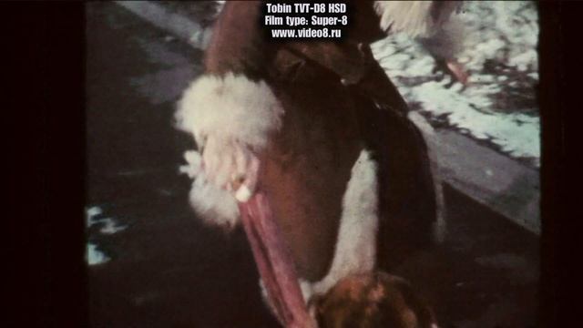 HD-оцифровка кинопленки супер-8 в Студии Видео8