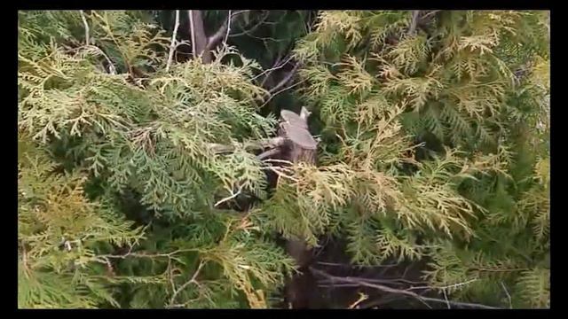 Przycinanie starych tui Jak odmłodzić stare tuje Czy można skrócić starą tuję Thujas buskar thuja смотреть онлайн