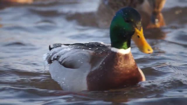 Зимовка уток на Енисее смотреть онлайн