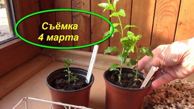 Миндаль. Ростки миндаля. Продолжение. смотреть онлайн