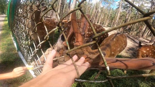 VLOG#55 | ОРЛОВСКОЕ ПОЛЕСЬЕ | ВСТРЕЧА С ЗУБРОМ | СТОЛЬКО ОЛЕНЕЙ МЫ ЕЩЕ НЕ ВИДЕЛИ