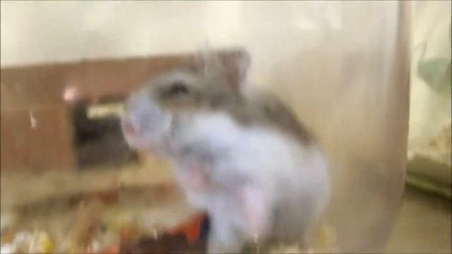 Объединения ЦРТ им Н.Е. Бобровой в одном видео смотреть онлайн