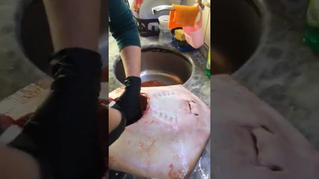 GÜZEL BÜYÜK BİR VATOS BALIĞI ! Mорской СКАТ из Средиземного моря. разделка ската. смотреть онлайн