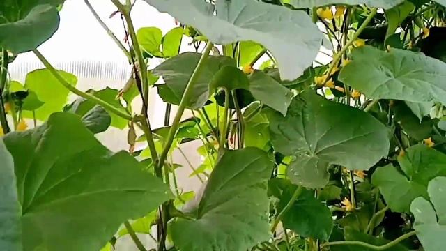 Огород новичков в июле 2020г