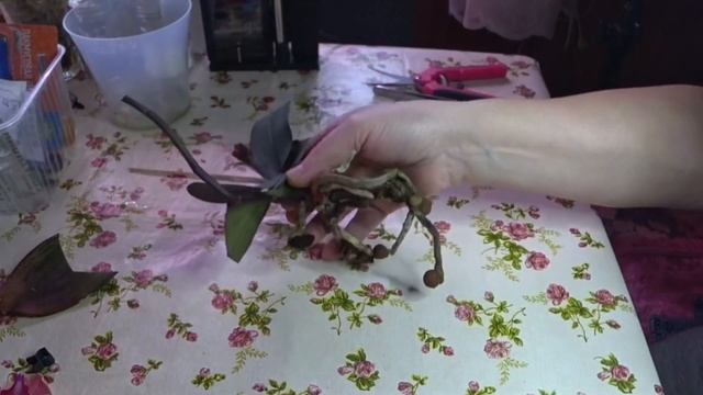 Орхидеи / Нарбоне / Реанимация, восстановление, зацвела, замёрзла , реанимация 17 февраля 2022 г. смотреть онлайн