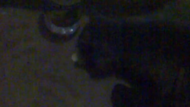 Мой кот Пузик и Топ снек смотреть онлайн