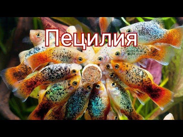 Пецилия. Уход , разведение, кормление. смотреть онлайн