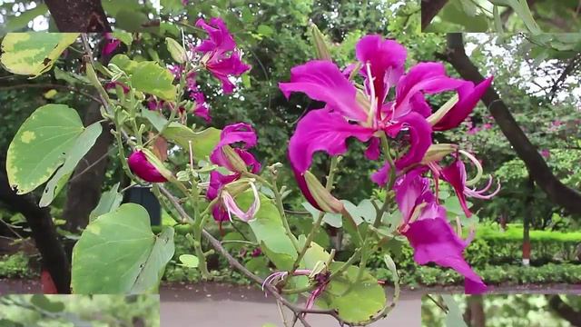 Tree Tale | Bauhinia Purpurea | Kannada