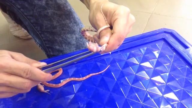 Принудительное кормление змей смотреть онлайн