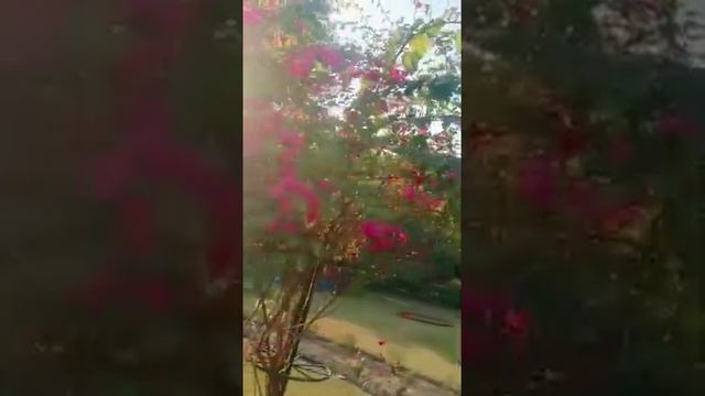 #Bougainvillea glabra plant# # K R garden# смотреть онлайн
