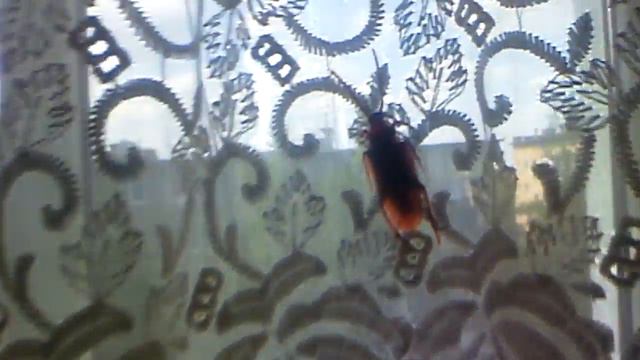 Это настоящий жук или нет только я знаю ответ смотреть онлайн