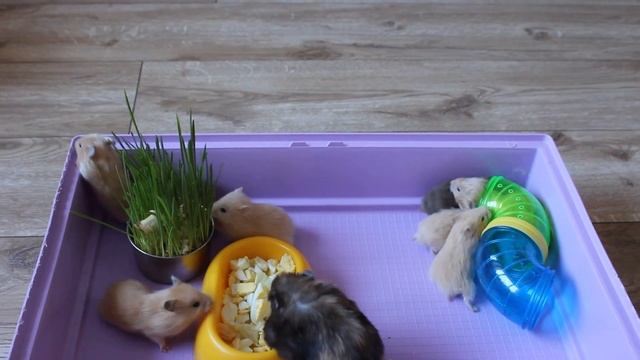 Сирийские хомячки. 22 дня смотреть онлайн
