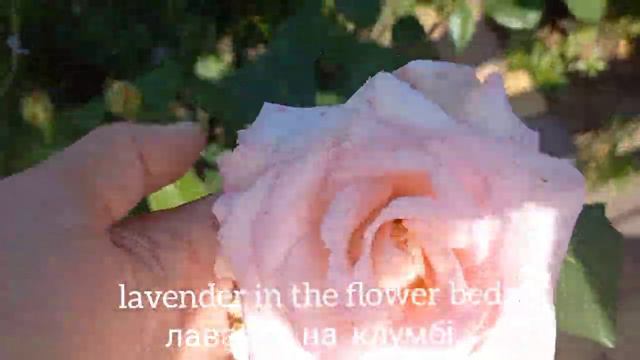 Lavender in landscape design. Лаванда у ландшафтному дизайні. смотреть онлайн