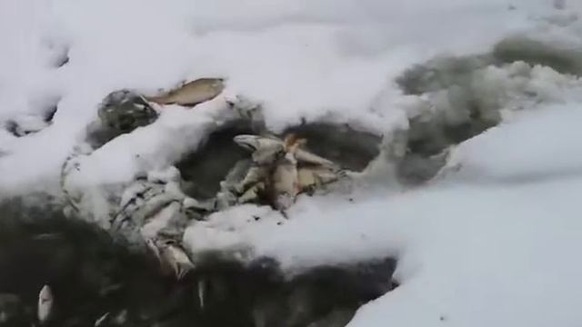 Отоавление в реке Гжать смотреть онлайн