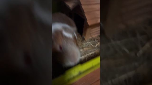 Песня капибара Морская Свинка??? смотреть онлайн