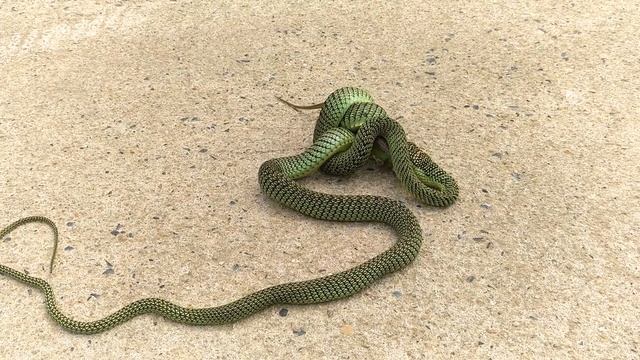 Змея пожирает ящерицу. смотреть онлайн