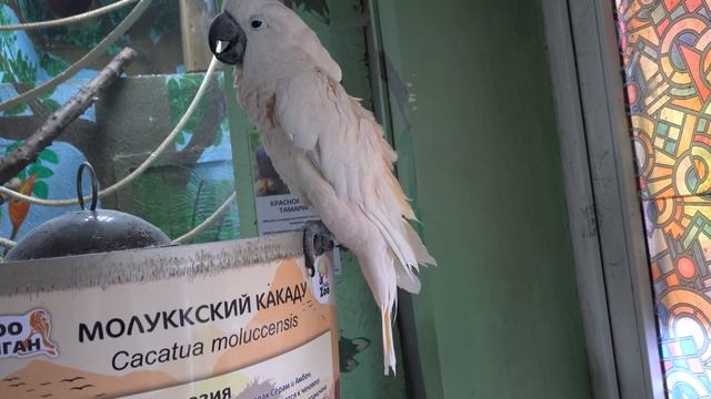 МОЛЛУКСКИЙ КАКАДУ Макс в Ялтинском зоопарке 