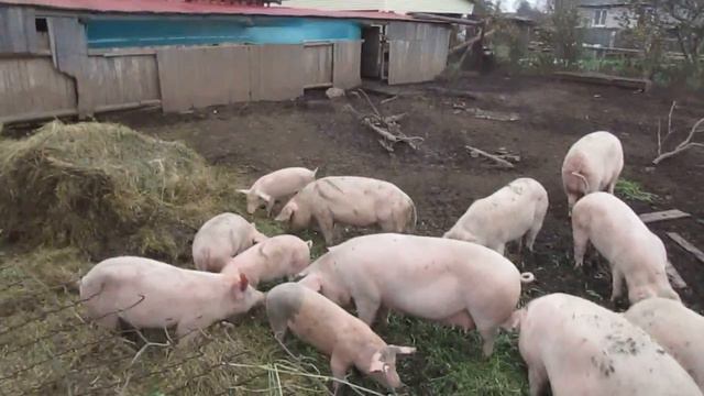 Личное подсобное хозяйство Петра Герасимова (деревня Верхние Осиялы Параньгинского района) смотреть онлайн