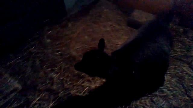 Козы порода альпийская смотреть онлайн