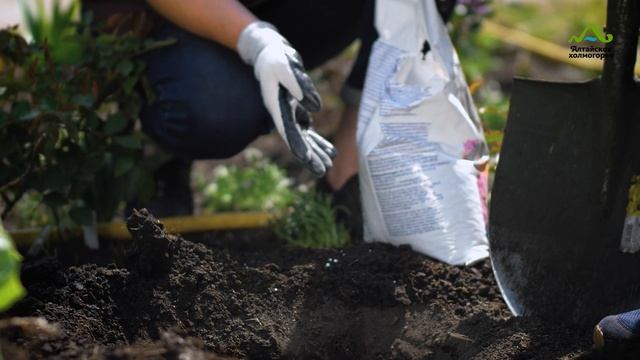НЕ СПЕШИТЕ ВЫСАЖИВАТЬ! ПОСАДКА РОЗЫ ИЗ ГОРШКА В ГРУНТ. 100% ПРИЖИВАЕМОСТЬ смотреть онлайн