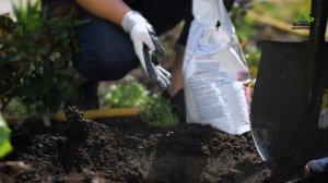 НЕ СПЕШИТЕ ВЫСАЖИВАТЬ! ПОСАДКА РОЗЫ ИЗ ГОРШКА В ГРУНТ. 100% ПРИЖИВАЕМОСТЬ