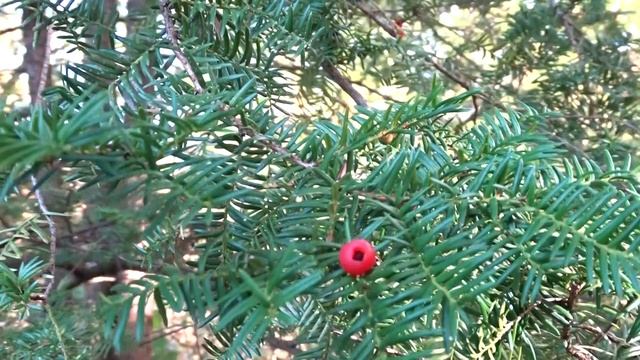 Taxus Cuspidata Sieb. & Zucc. čes. Tis Japonský