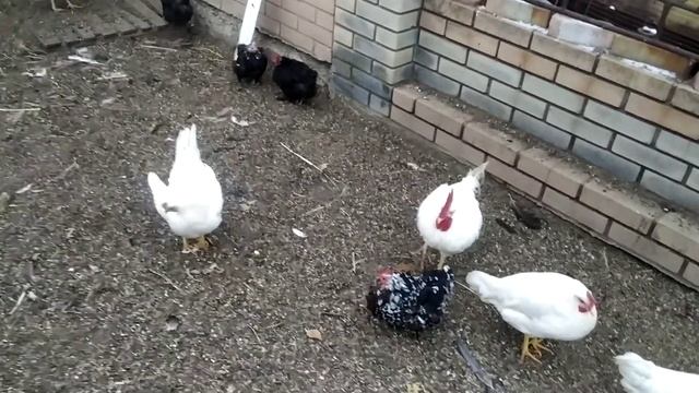 Происхождение Леггорнов/ условия содержания кур/ характеристики яйценоскости Леггорнов смотреть онлайн