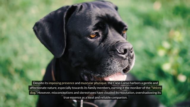 Rottweiler vs. Cane Corso: Debunking the Myth of Canine Combat смотреть онлайн
