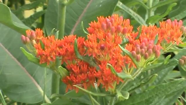 Minnesota Native Plant - Butterfly Weed (Asclepias Tuberosa) смотреть онлайн