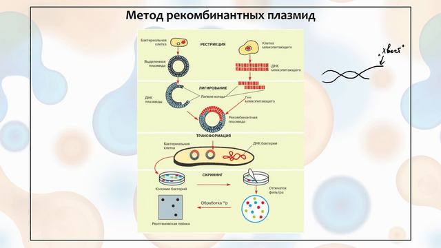 Генная инженерия. Фрагмент с занятия по биологии смотреть онлайн