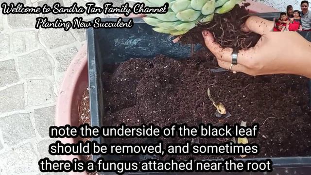 How To Repot Your Succulent Echeveria