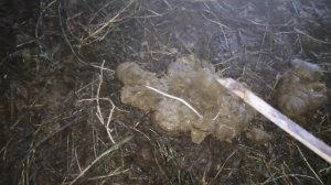 Лошади// глистогонка жеребят//