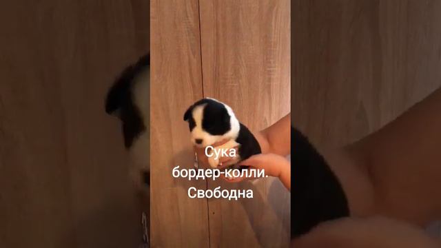 Сука бордер-колли, свободна,др 16.08.22. документы РКФ,вакцинация по возрасту,договор смотреть онлайн