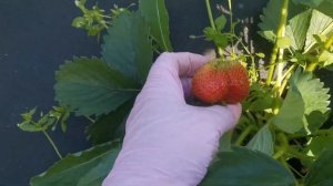 Земляника Вима Тарда. Поздний сорт.