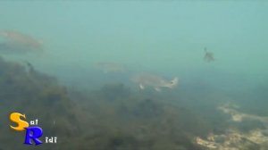Осень, Чёрное море, Под водой. Autumn, Black Sea, Underwater.