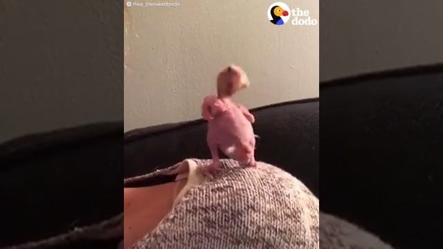 Птичка ДОДО нашла супер маму. Кайф смотреть онлайн