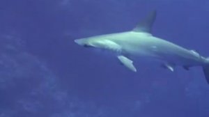 Hammerhead shark