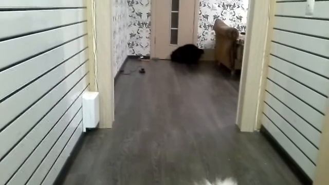 Кот приносит фисташку как собака смотреть онлайн