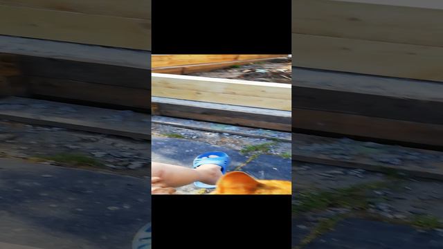 Суетится наш песель